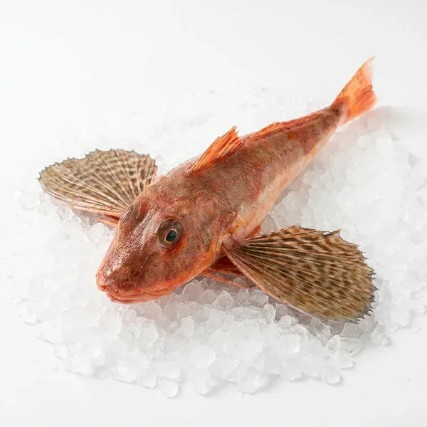 Kırlangıç Balığı (2-5 Kg)