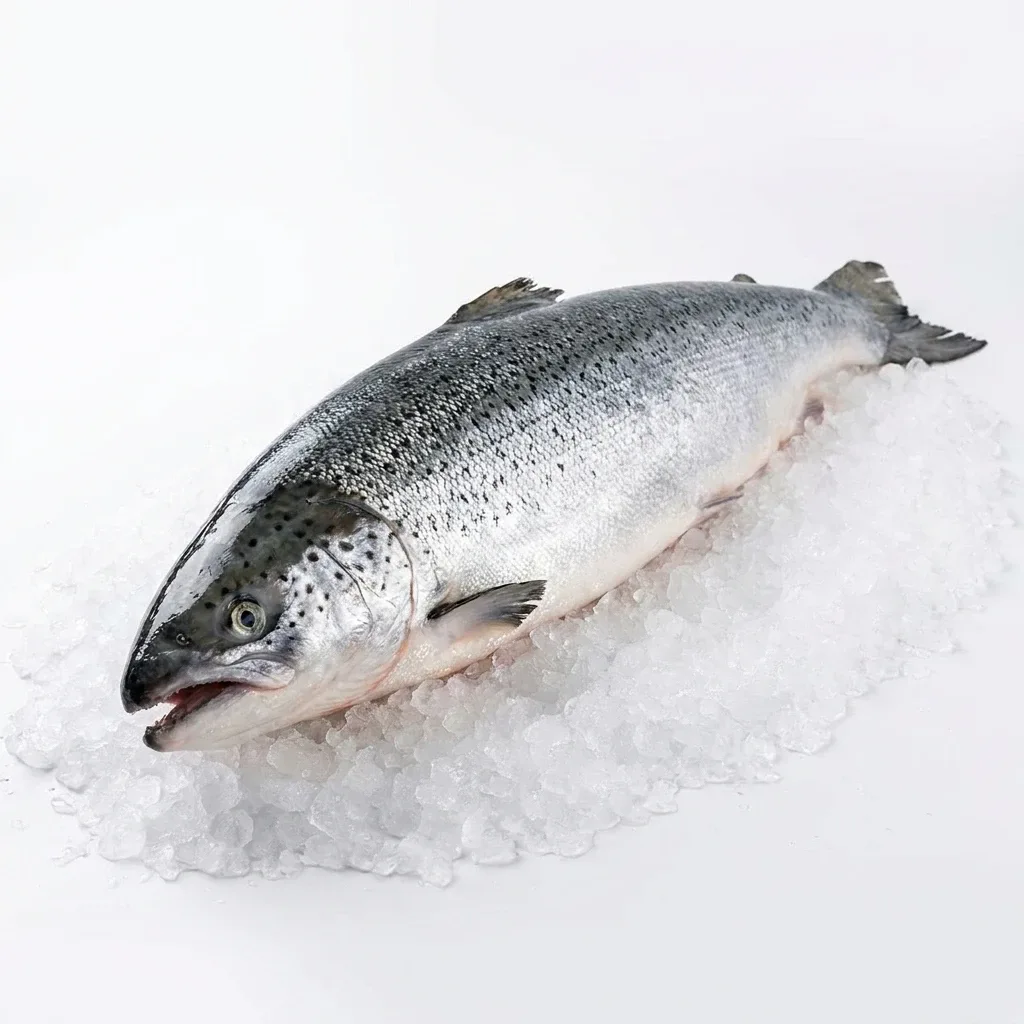 Norveç Somon 5/6 Kg