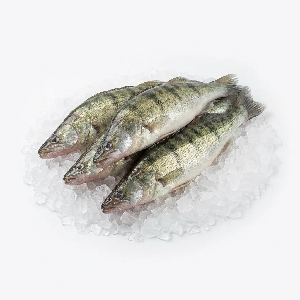 Mezgit (Sudak) 1 Kg