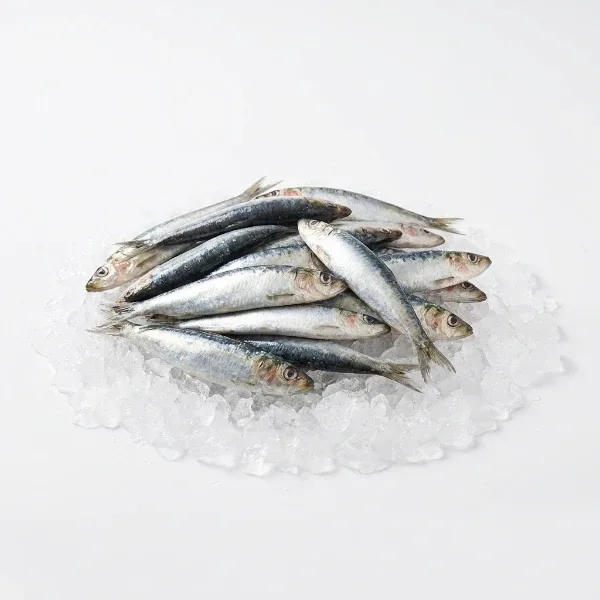 Sardalya Taze 1 Kg